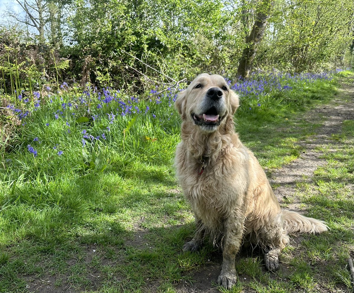 Ted in bluebells