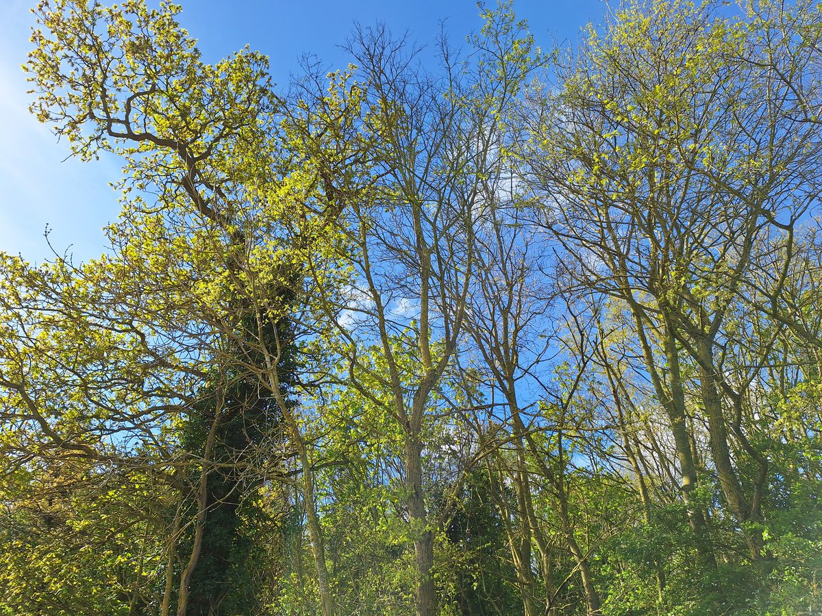 paz565's tweet photo. Made time for some #TreeClub 🌳pics this morning in Cambridgeshire. #BatBox https://t.co/QaYjdlCfWp