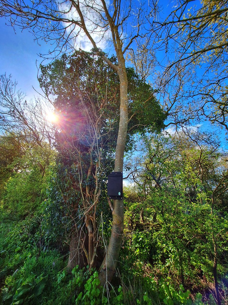 paz565's tweet photo. Made time for some #TreeClub 🌳pics this morning in Cambridgeshire. #BatBox https://t.co/QaYjdlCfWp
