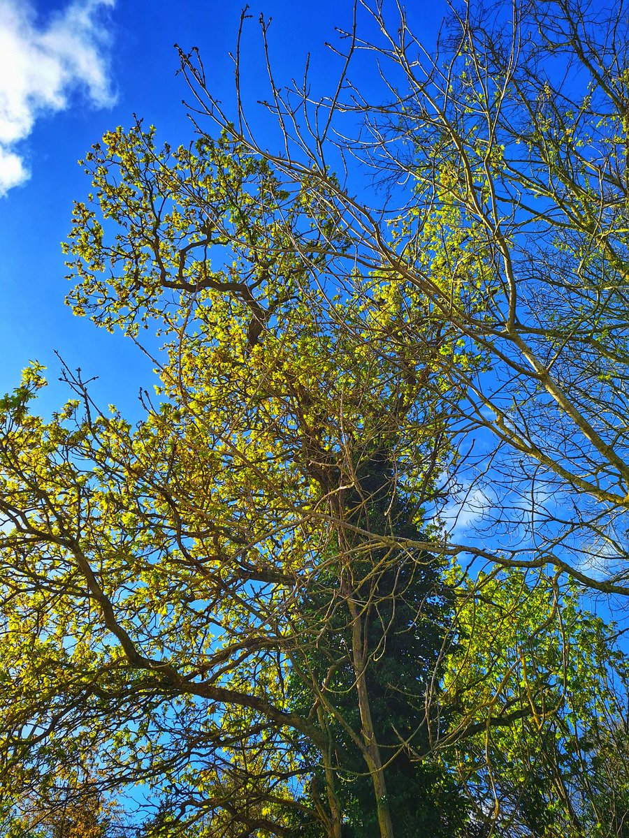 paz565's tweet photo. Made time for some #TreeClub 🌳pics this morning in Cambridgeshire. #BatBox https://t.co/QaYjdlCfWp