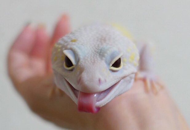 生体が増えてきてワンオペのため、店舗のカフェはスタッフさんがみつかるまで生体販売のみになりますﾍﾟｺﾘ(⋆ᵕᴗᵕ⋆).+*