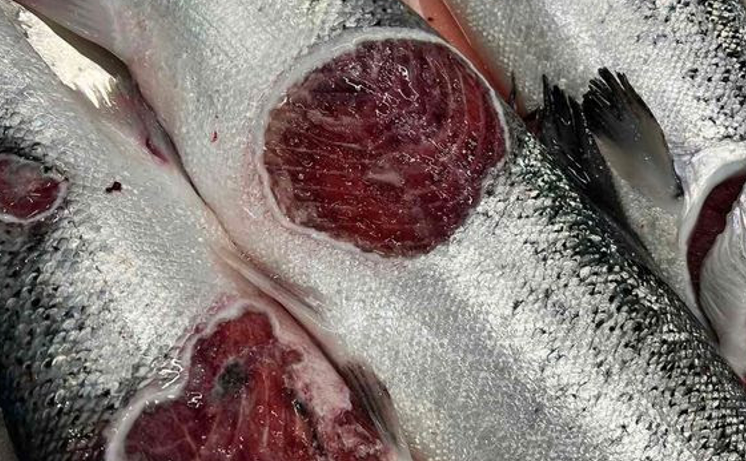 European Union salmon processors are demanding that Norway calls an end to the ban on exporting “prod” or damaged fish. fishfarmermagazine.com/2024/04/18/eu-… #salmonfarming #prodfish #aquaculture #EuropeanUnion #Norway #nordics #Europe #EU