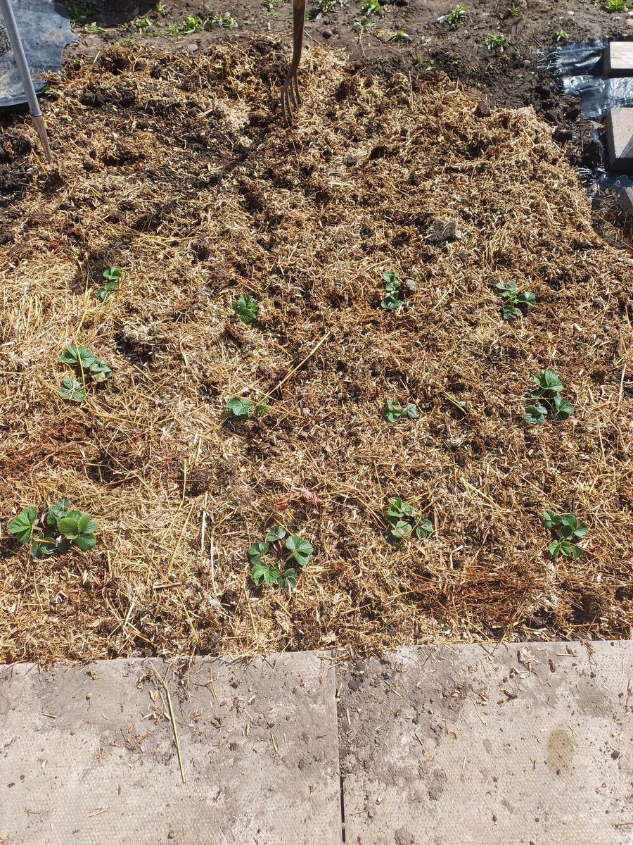 Strawberries are in they little patch.  Hopefully, they survived this morning frost 🥶
