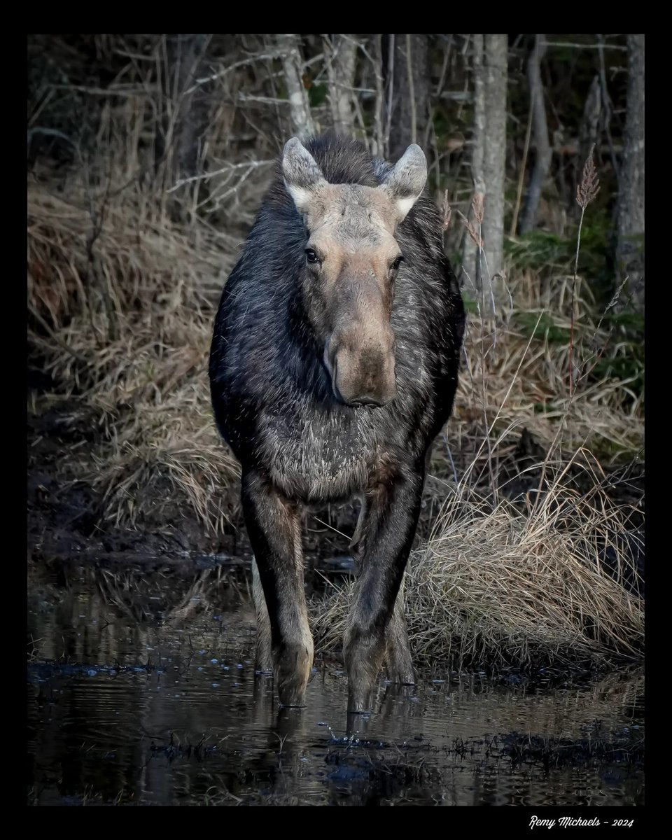 'NORTHERN FRIENDS' instagram.com/p/C52qZ1KuyMn/… #AlgonquinPark #Moose #WildlifePhotography #OntarioParks #Canada #PicOfTheDay