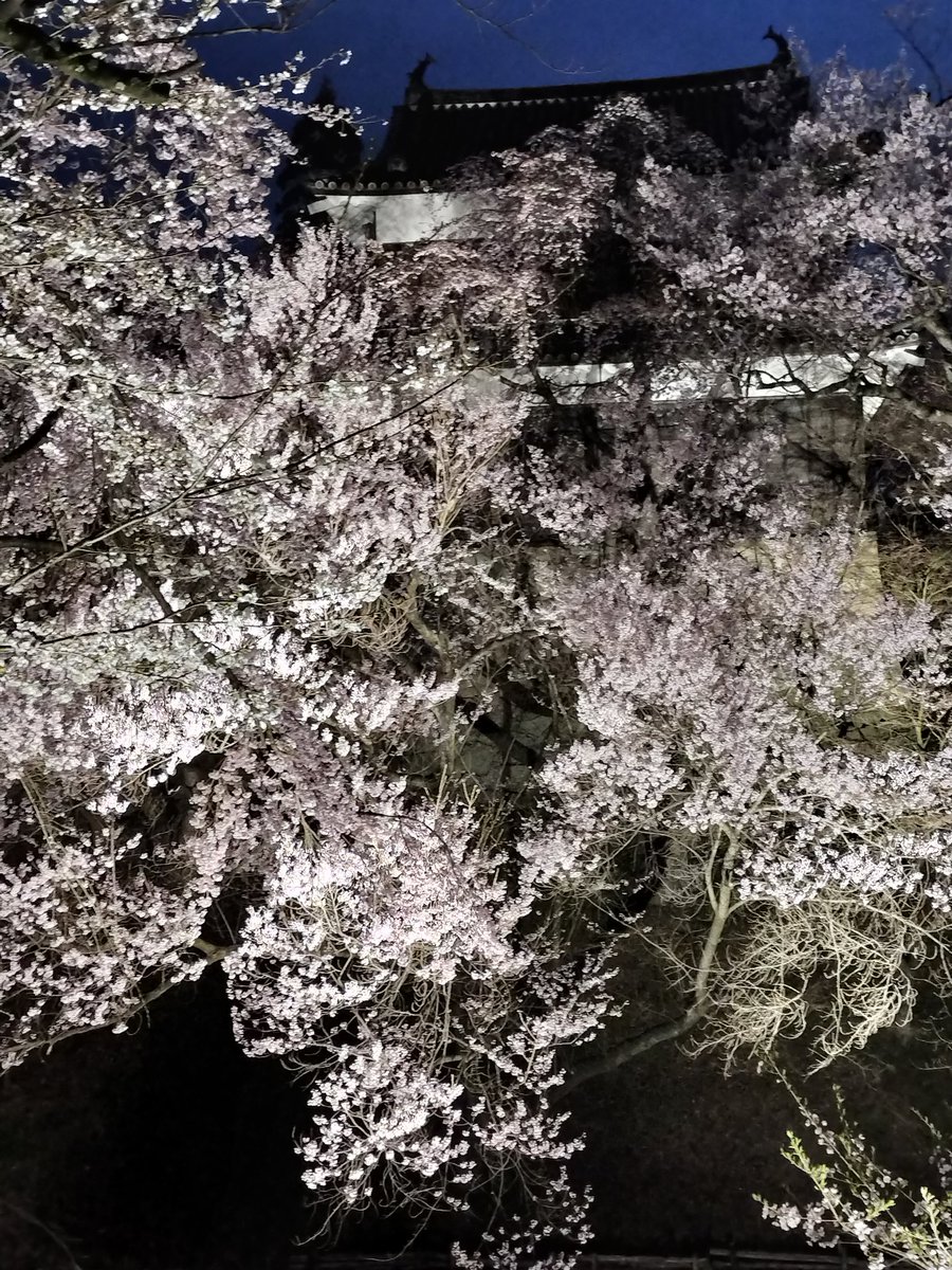 rosamoss3918's tweet photo. 上田城夜桜　庭の春を告げる、桃と桜とクリスマスローズ https://t.co/uxXqrNDHRf