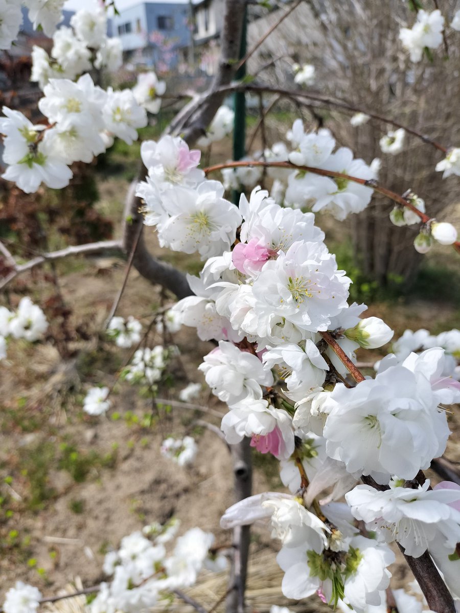 rosamoss3918's tweet photo. 上田城夜桜　庭の春を告げる、桃と桜とクリスマスローズ https://t.co/uxXqrNDHRf
