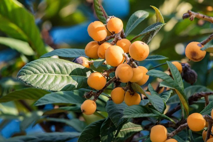 Loquats made our childhood days better We sell good quality Loquat and other fruit seedlings at affordable rates We make delivery across the country within 24 to 48 hrs Click this link to message us on WhatsApp: wa.me/254713764658 Fruit size can be increased by