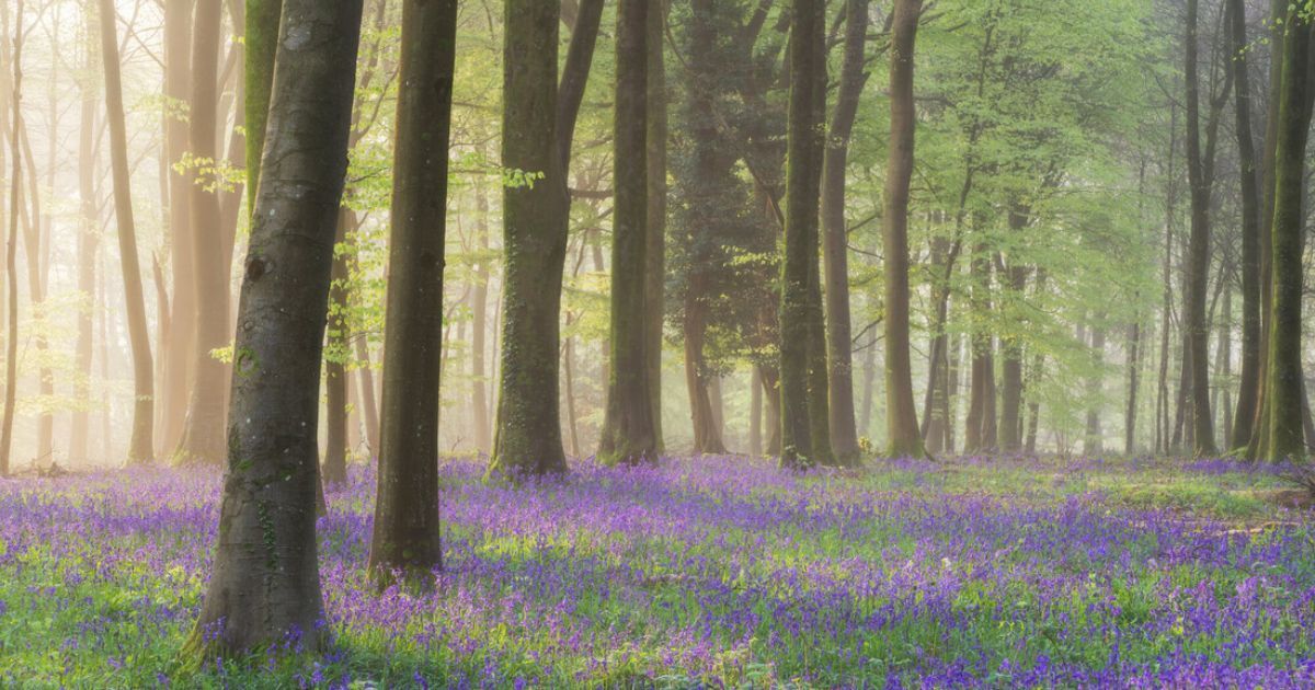 Its bluebell season! Have you managed to get out there to enjoy them yet? 📸 Christopher Hall - Bluebells at the National Trust Slindon Estate. #SouthDownsTrust #SouthDownsNationalPark #SouthDowns #bluebells