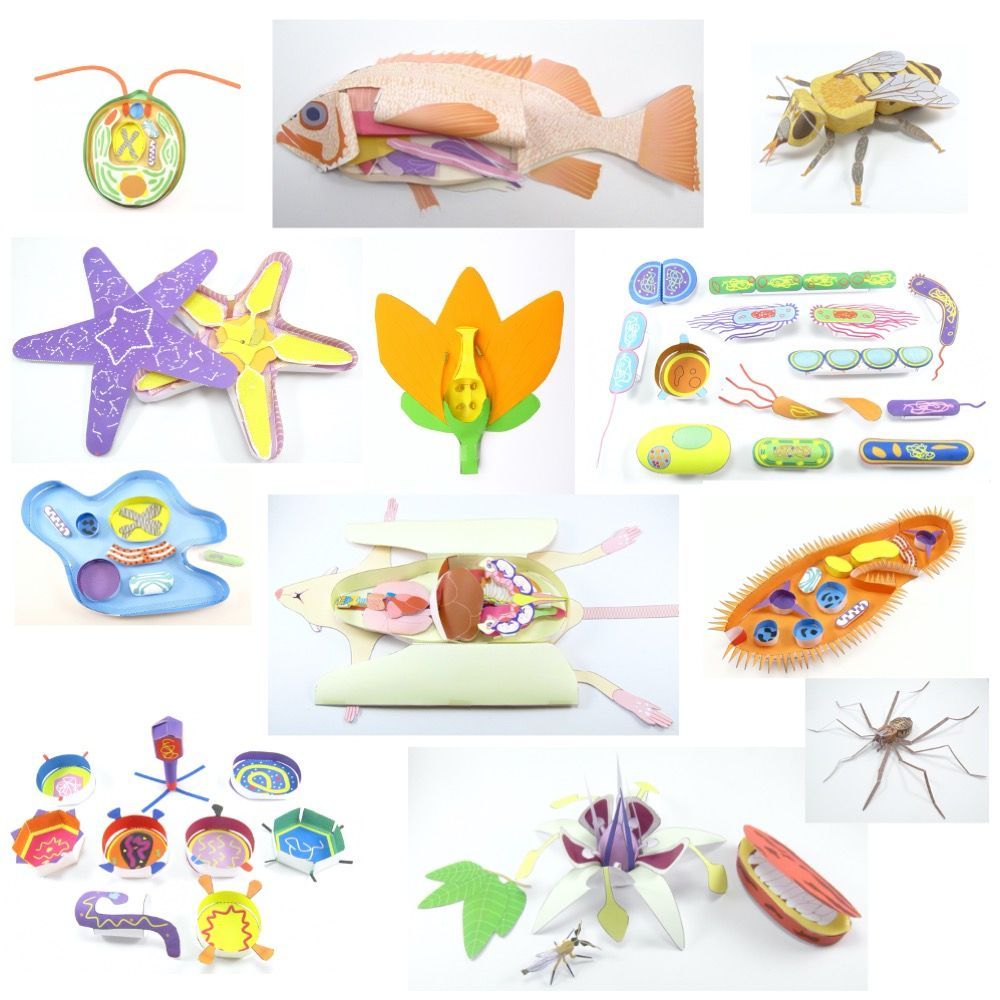 Our planet supports so many different living beings which makes it unique in all of the known universe. Let your students explore the way many of the Earth's life forms survive and thrive with our paper models! bit.ly/2uHz5m2 

#iteachbio #biologyteacher #scienceteacher
