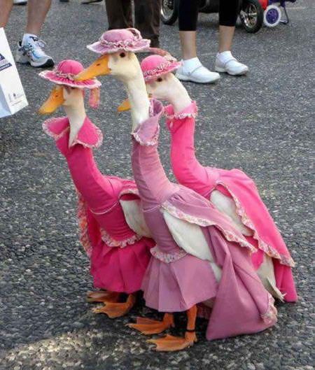 Ducks Make Me Happy tweet media