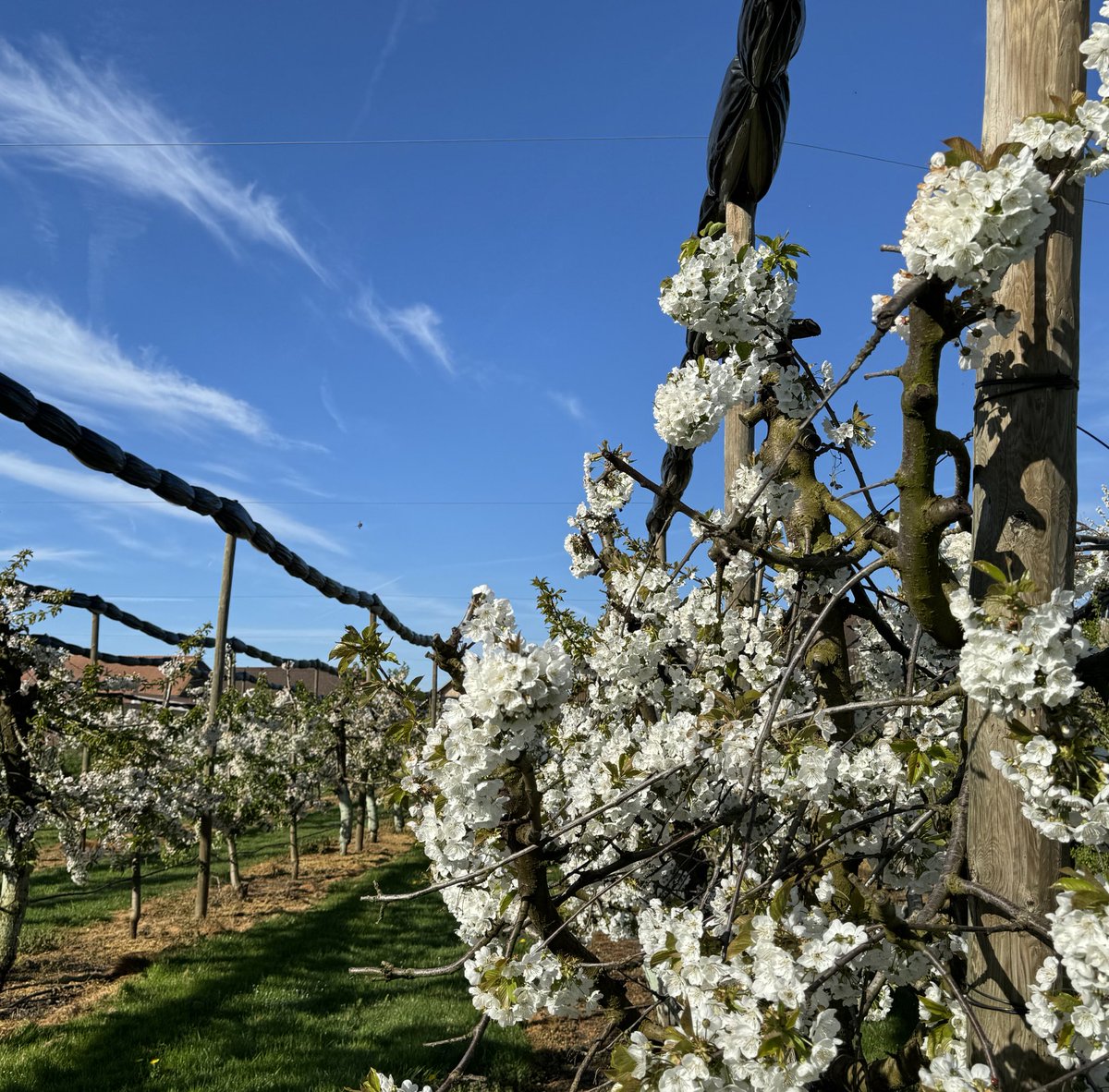 Hannah von Ballmoos-Hofer tweet media