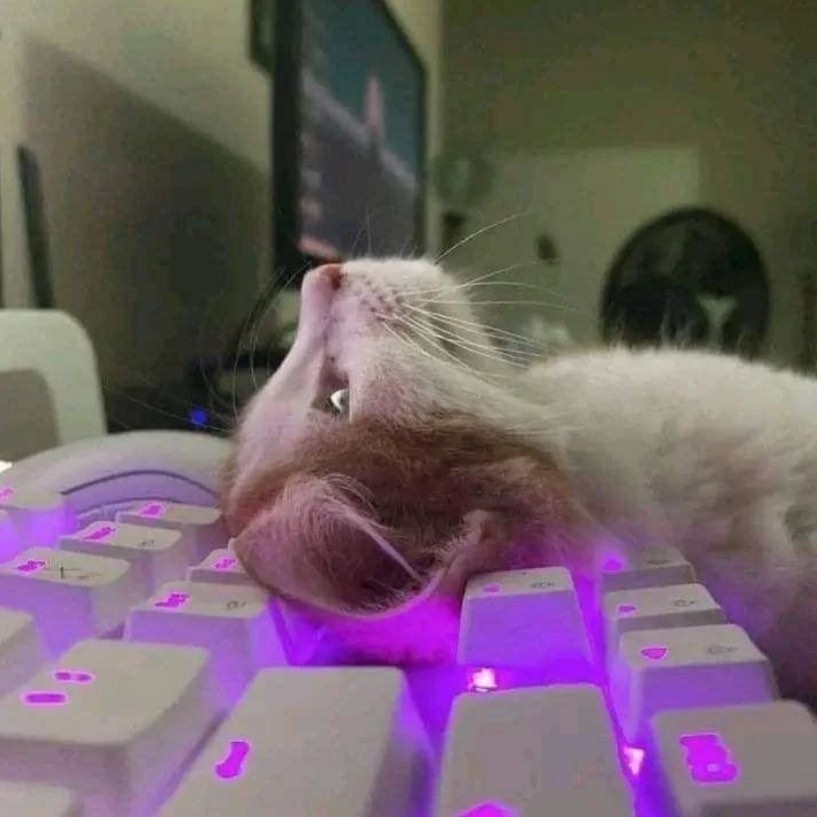 PunchingCat's tweet photo. https://t.co/wdVkkZSJPY