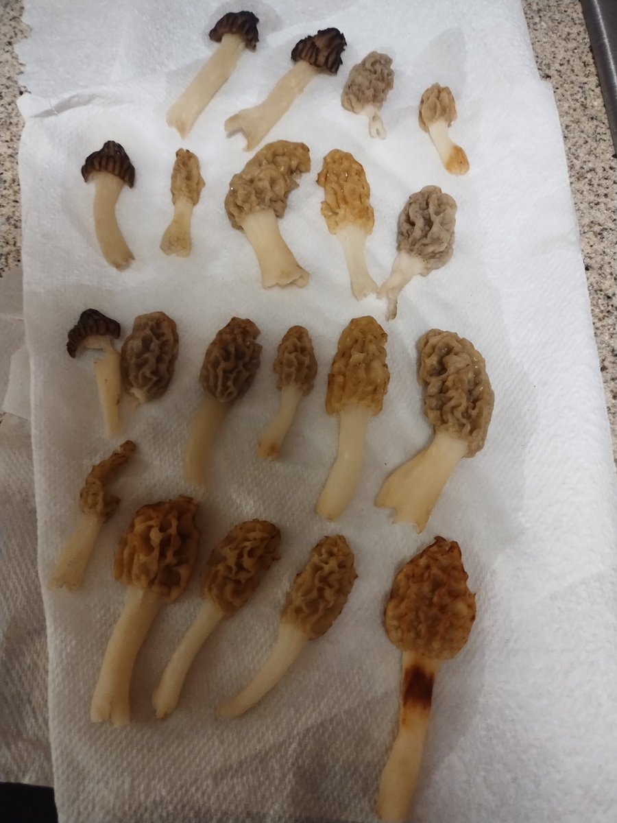 🍕Low Effort Pizza🍕 (@loweffortpizza) on Twitter photo 