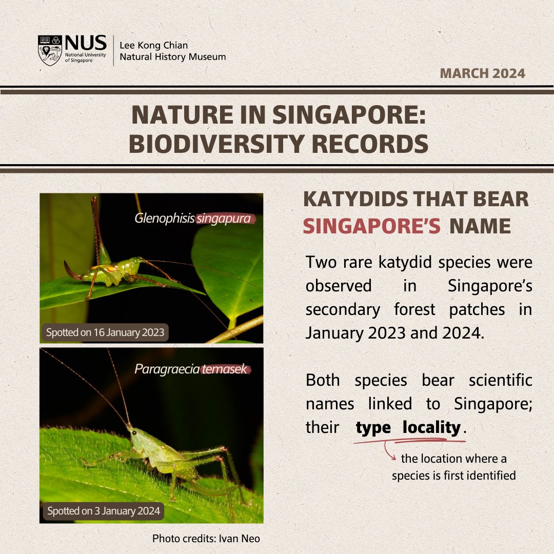 [NiS BioD Records] Meet these two elusive “Singaporean” katydids spotted in Singapore’s secondary forest patches! #NatureinSG 🔗 Read more in our latest #biodiversity records: lkcnhm.nus.edu.sg/publications/n…