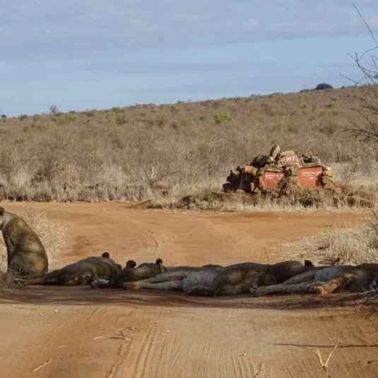 KWSTsavoEast's tweet photo. Relax! For general information,Nature got you covered!

#TunzaMaliYako  #ExploreExperienceConserve
#TsavoEastNationalPark https://t.co/p6gQBCaNoy