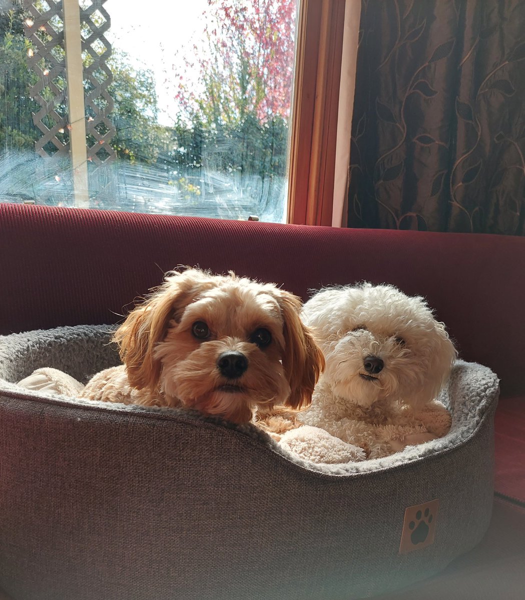 GabyLynch9's tweet image. Afternoon sun #Flowers #Puppies   makes your heart sing 🌞🐶🐾💐 #SimpleThings 😍