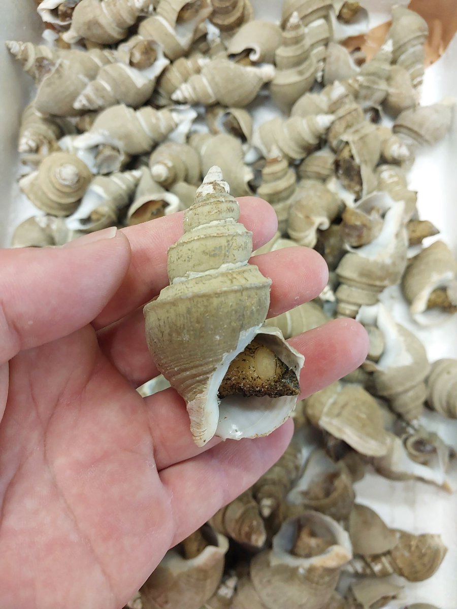 著名な水産研究家の方からモロハバイ類の標本を提供していただきました。この仲間の分類は本当に難しいですよね…。このような標本の提供は、当館の研究活動を支えていただいています。いつもありがとうございます。 #千葉県立中央博物館　#貝