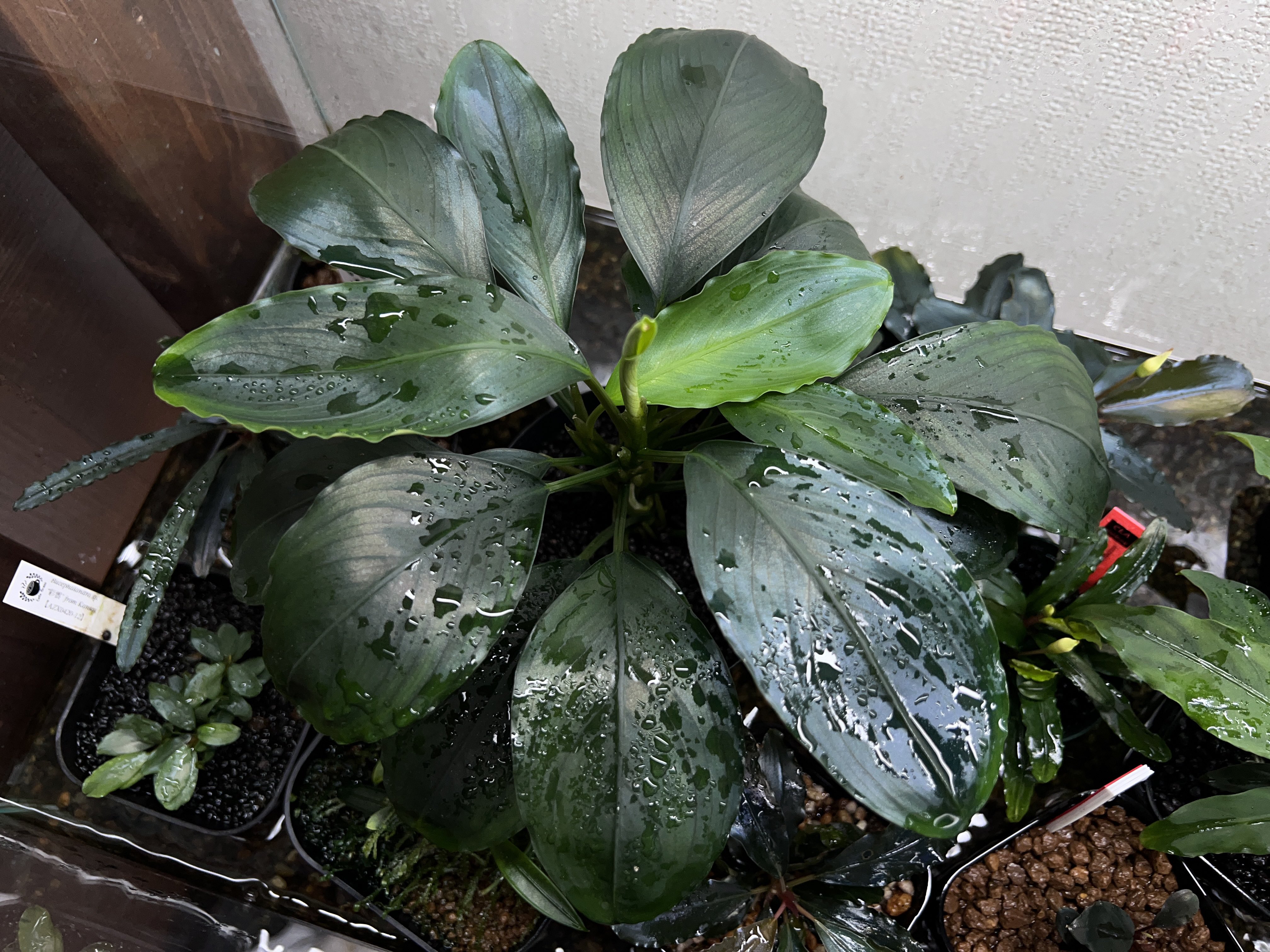 Bucephalandra sp. Balai sebut Kab.Sanggau TB便