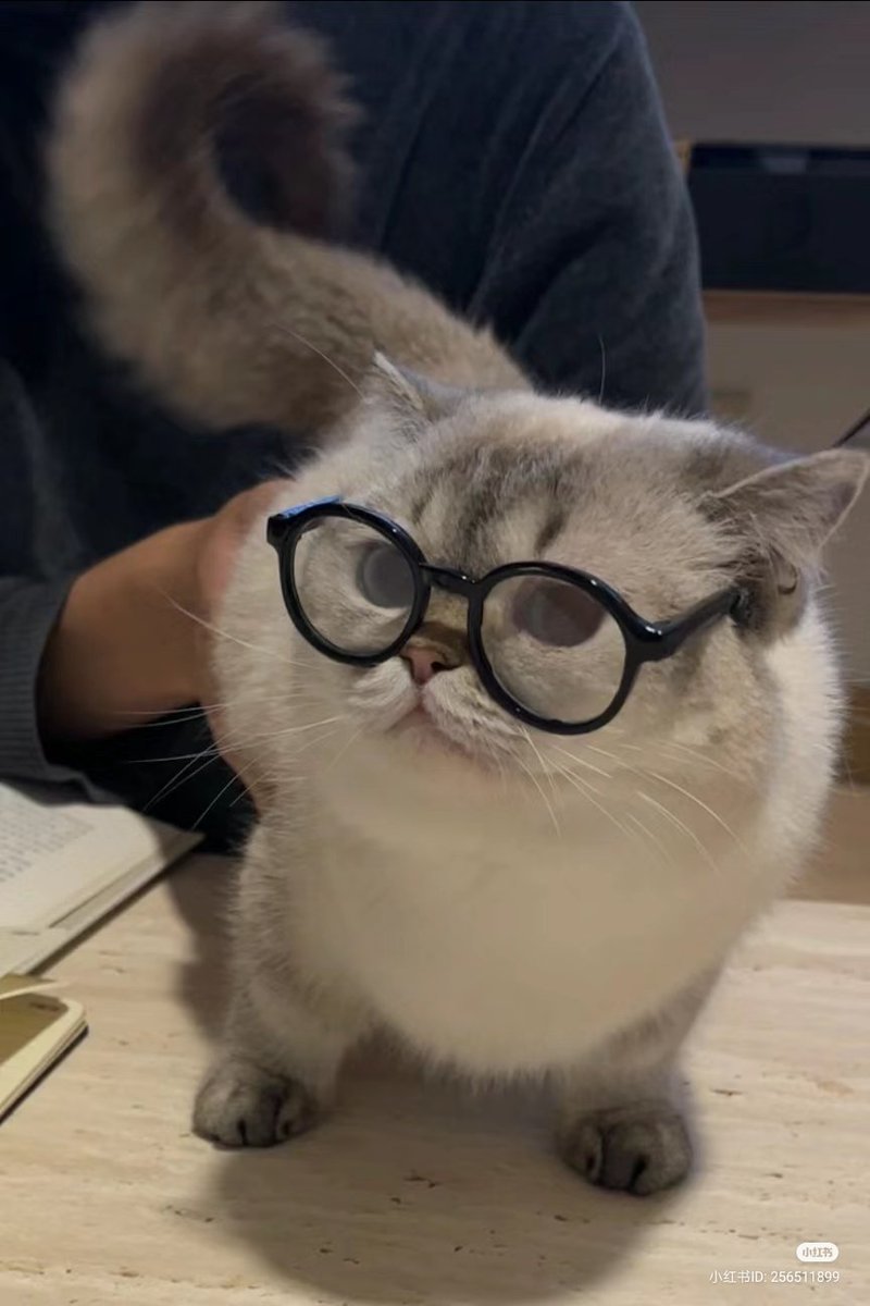 nocontextscats's tweet photo. 🤓 https://t.co/BrUH1JTzxC