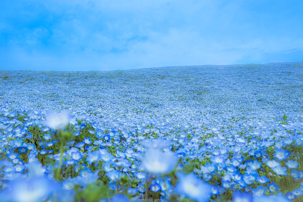 一面に広がる青の花園