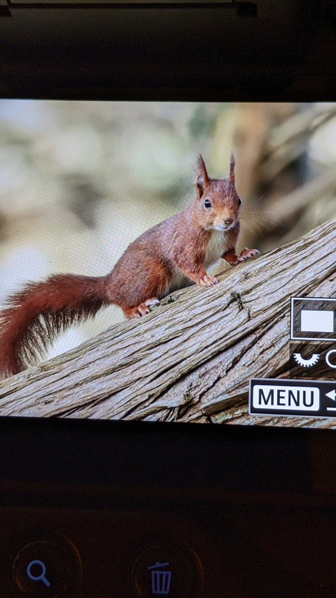 Back of the camera view of my neighbours on Caldey Island recently. A bit of r and r before my busy season starts. #redsquirrel #caldeyisland #pembrokeshire