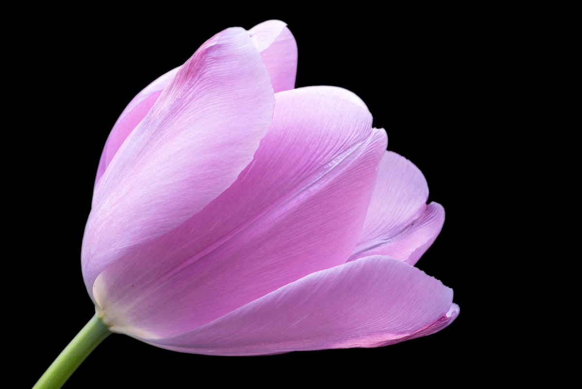 matteod77147188's tweet photo. #FlowerTrends
#FloralDesign
#FlowerArranging
#FlowerStyling
#FlowerInspiration
#FlowerArt
#FlowerPower
#FlowerLove
#FlowerAddict
#FlowerPhotography https://t.co/LbE13qlGNT