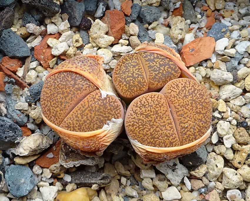 For those growing lithops, we are well into the new growing season.  I have been lax in showing my lithops coming out of their  winter regeneration and producing their new pairs of leaves.  This photo of Lithops_lesliei_mariae with its new leaves was taken in mid March