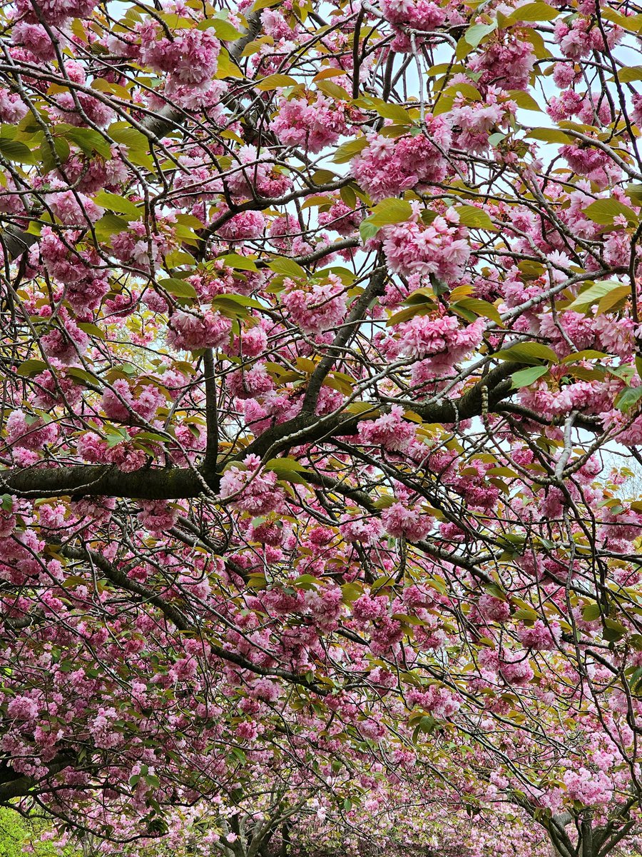 #cherryblossom at #greenwichpark #greenwich #london #uk #spring #spring2024 #outdoorswithfamily