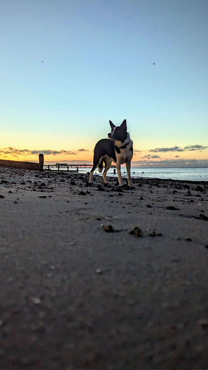 Dawn dog