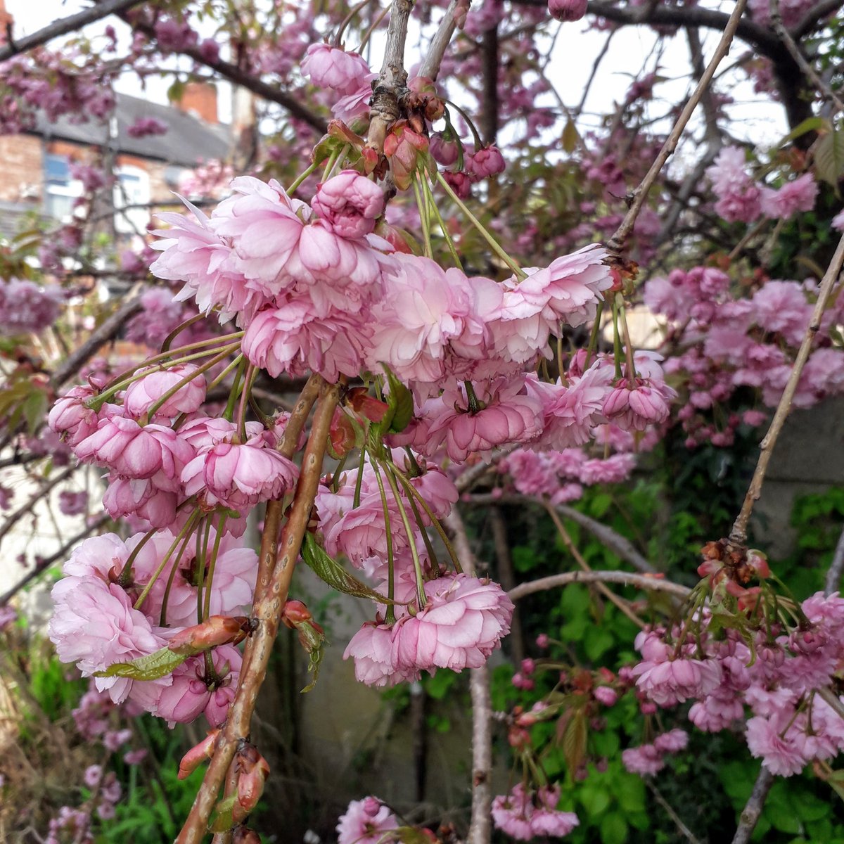 My cherry tree is out again! It's always a week or two after some of the others, so already the streets and pavements are lined with pink petals. It gives me such pleasure every year - even when it hails!