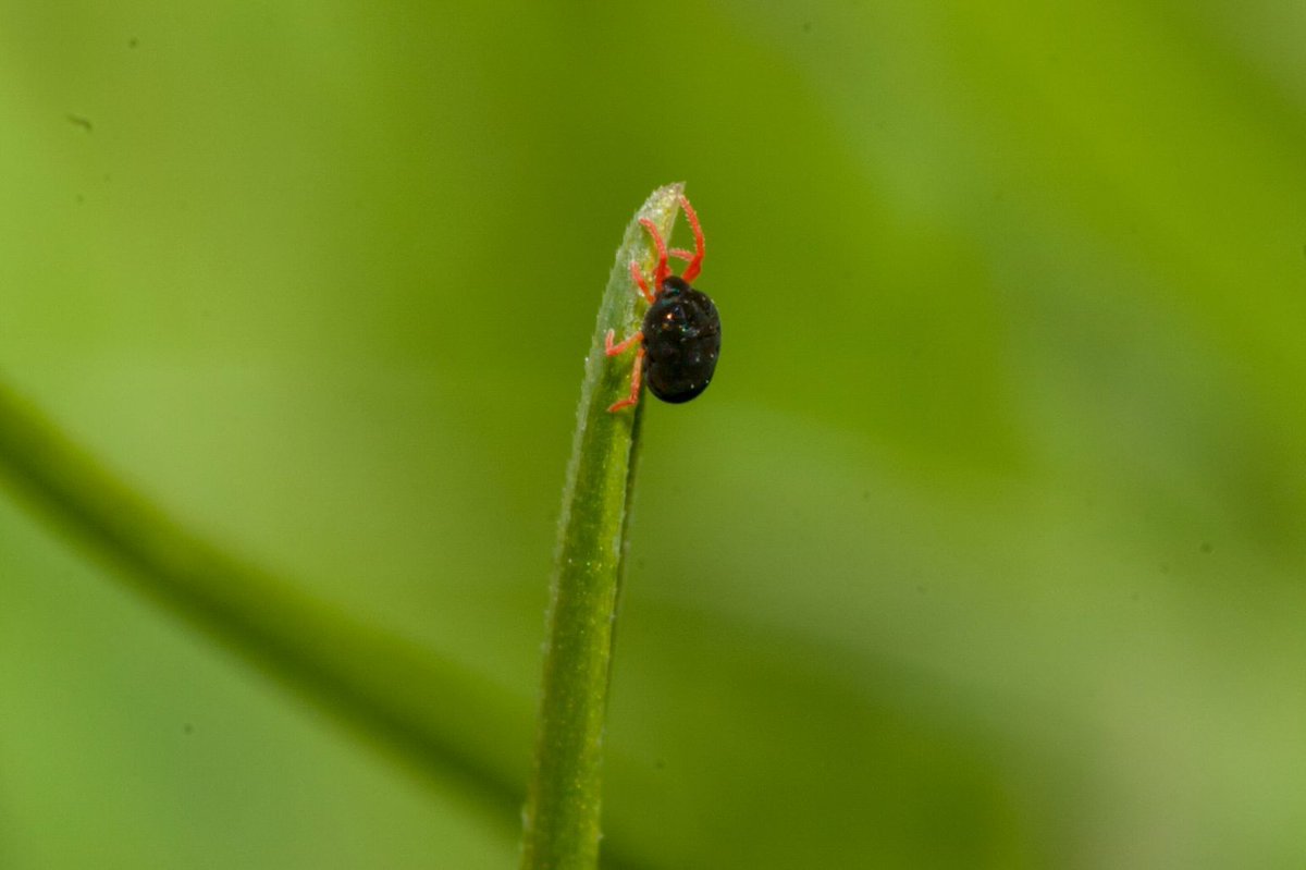 cesaraustralia's tweet image. Do you love a DIY project?

Here's a great one. A simple DIY test now simplifies the battle against #pyrethroid-resistant #redleggedearthmites. 

⚡ Quickly identify resistant mite populations and manage resistance.

@theGRDC @UniMelb @CSIRO @DPIRDWA 

👉  buff.ly/49MfKNY