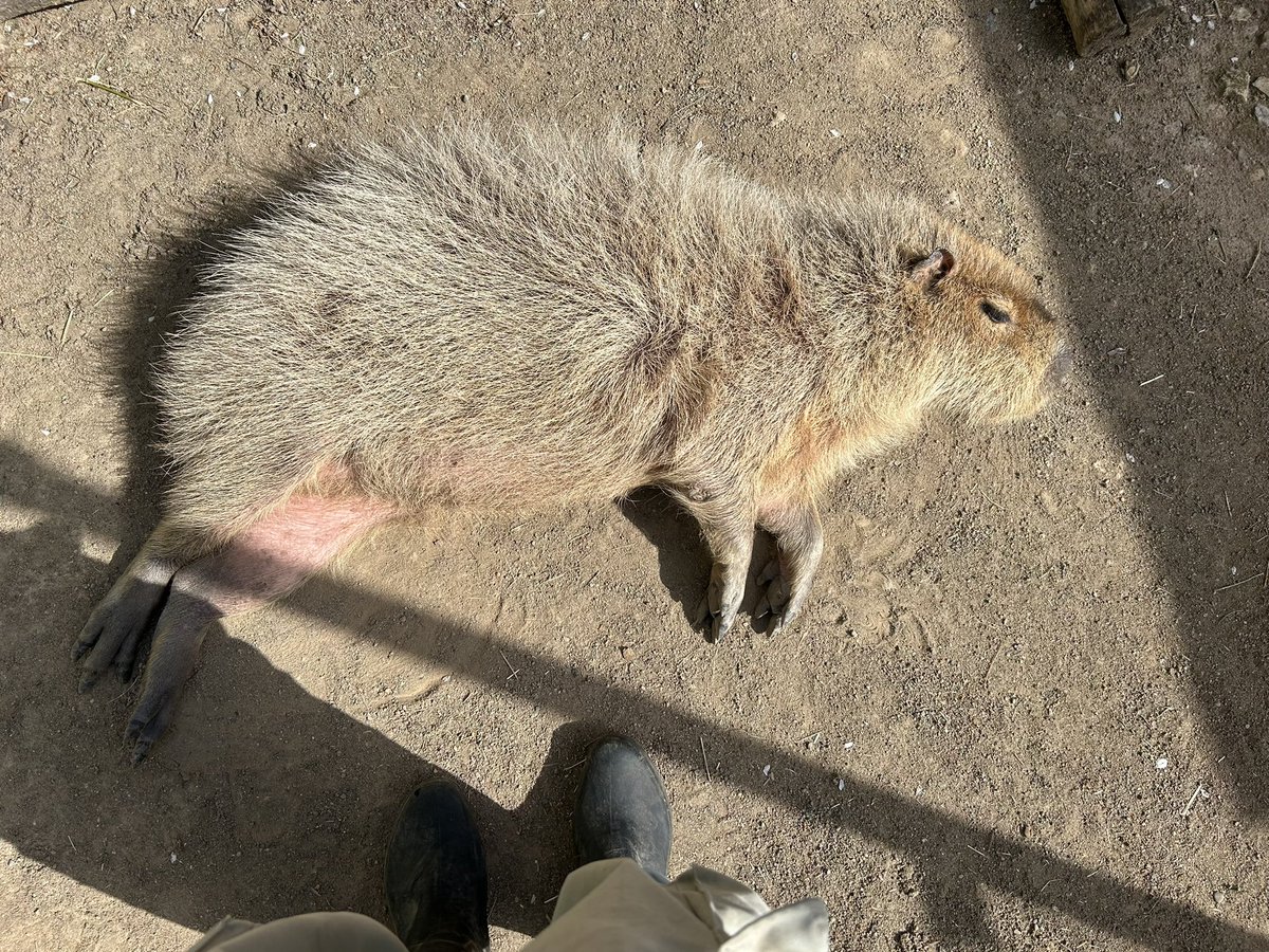 ごろん☺️

#須坂市
#須坂市動物園
#カピバラ