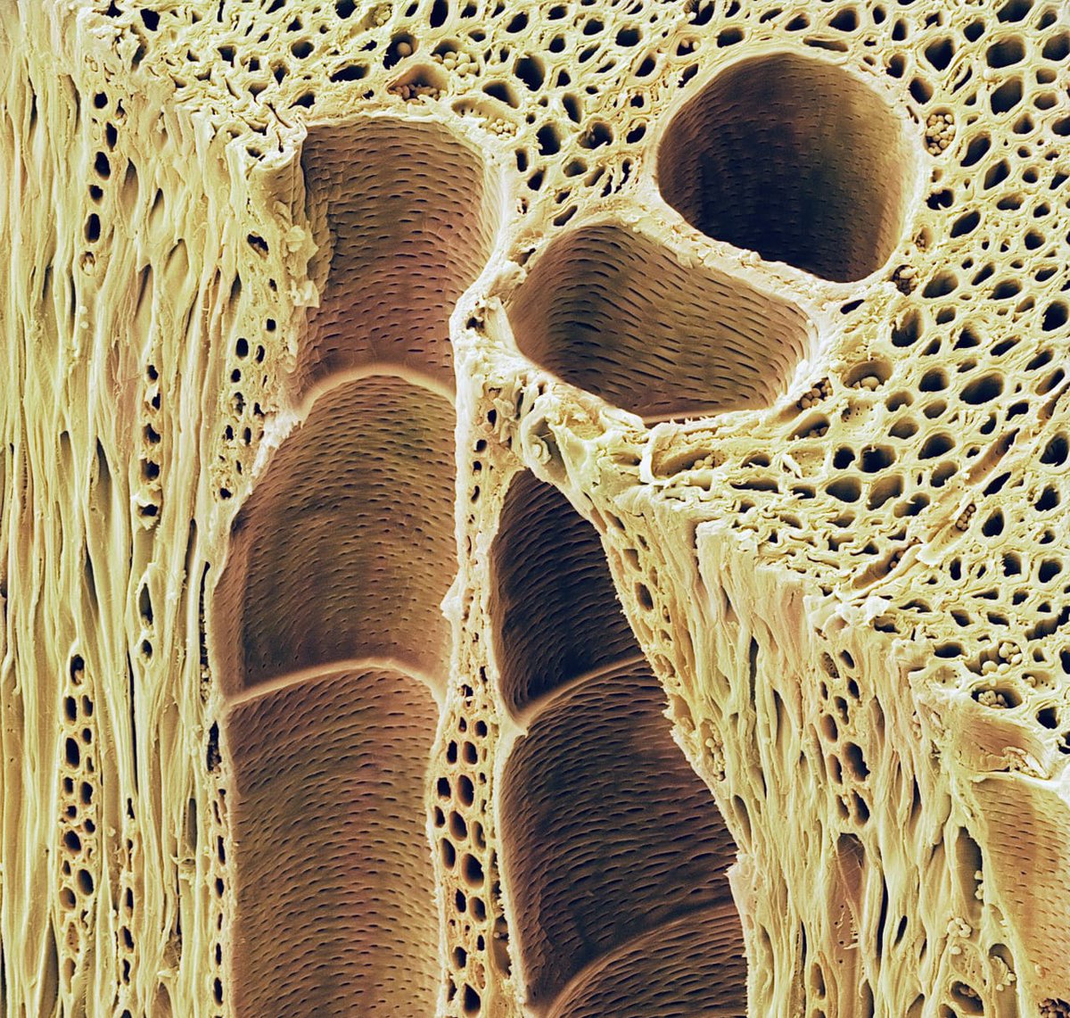 electron microscope image of wood