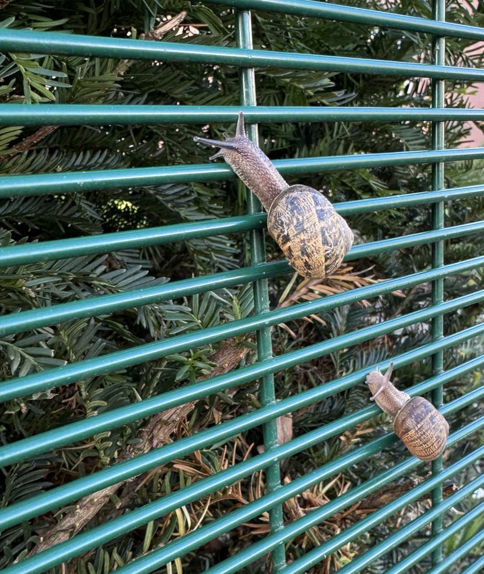 Even the snails are racing into school this week! 🐌 🐌 #ThisIsAP