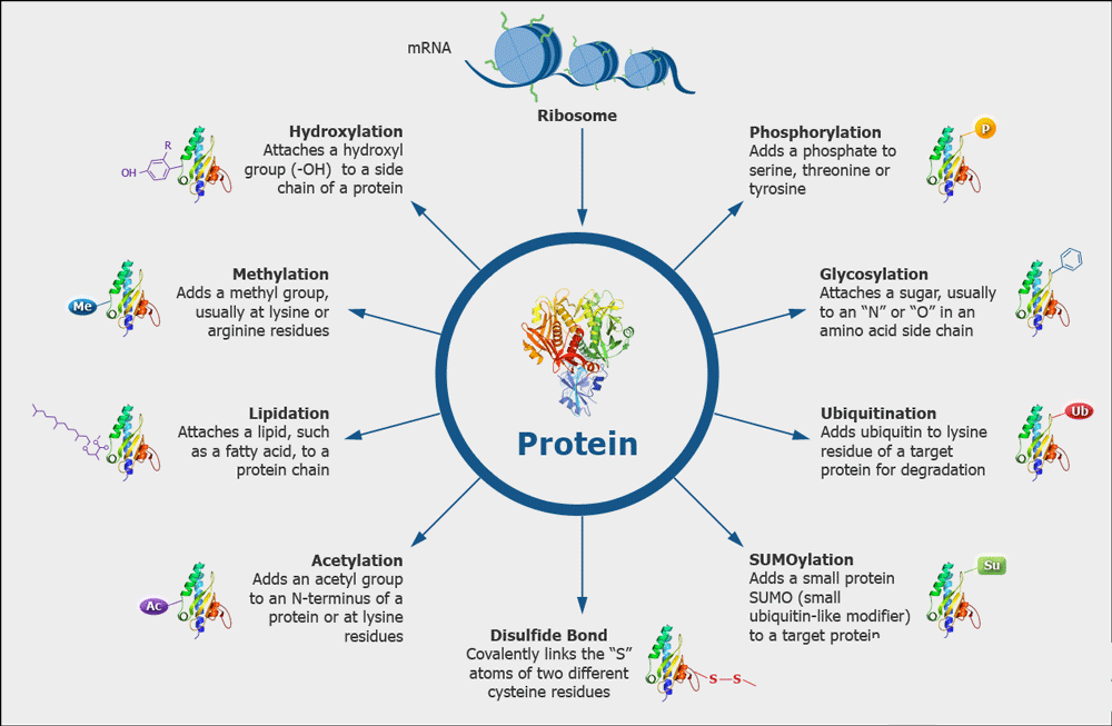 Misfolding, aggregation, variable glycosylation, oxidation of methionine, deamination of asparagine and glutamine, and proteolysis are common types of protein modifications. #protein #proteinmodification #drugdevelopment Image from creative proteomics