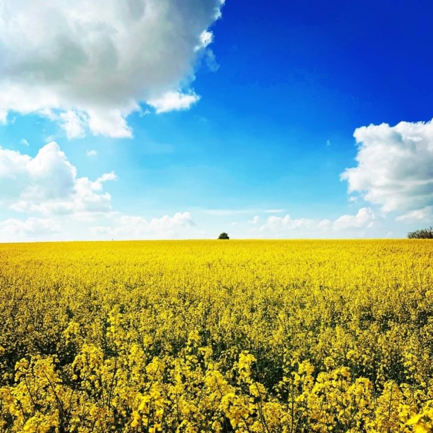 [ Jeudi Photo ] 😍 Les champs de colza au soleil 💛 📸 Vexinjetaime #Vexin #Vexinfrançais #Valdoise #Repost