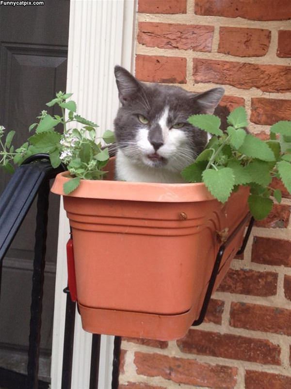 'To really understand the catnip, you have to become one with the catnip.' That look says it all. 😹😻😸😉 #HerbalistDay @ThePhilosopurr @GeneralCattis @HarryCatPurrs @RealCatFanatic9 @LuminousNumino1 @TERRYW_UK @PeterRABBIT67 @briano29 @eliznoelle @EringoB02429272 @lymeist