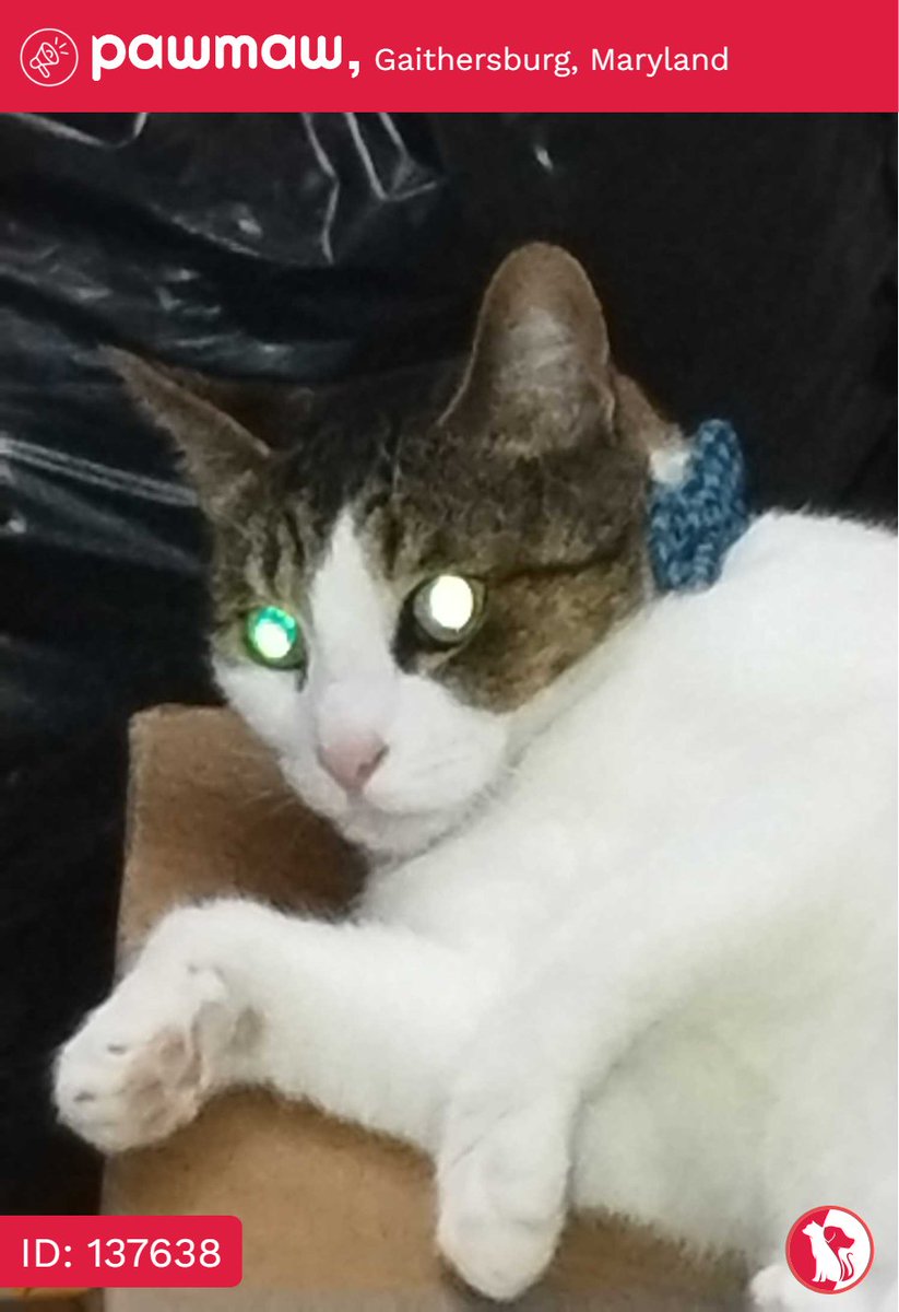 Peluche - Lost Cat in Gaithersburg, Maryland, 20879

More Details:
pawmaw.com/lost-peluche/1…

#LostPetFlyer #pawmaw
#LostDog #LostPet #MissingDo
#LostCat #LostPetFlyer #FoundPet