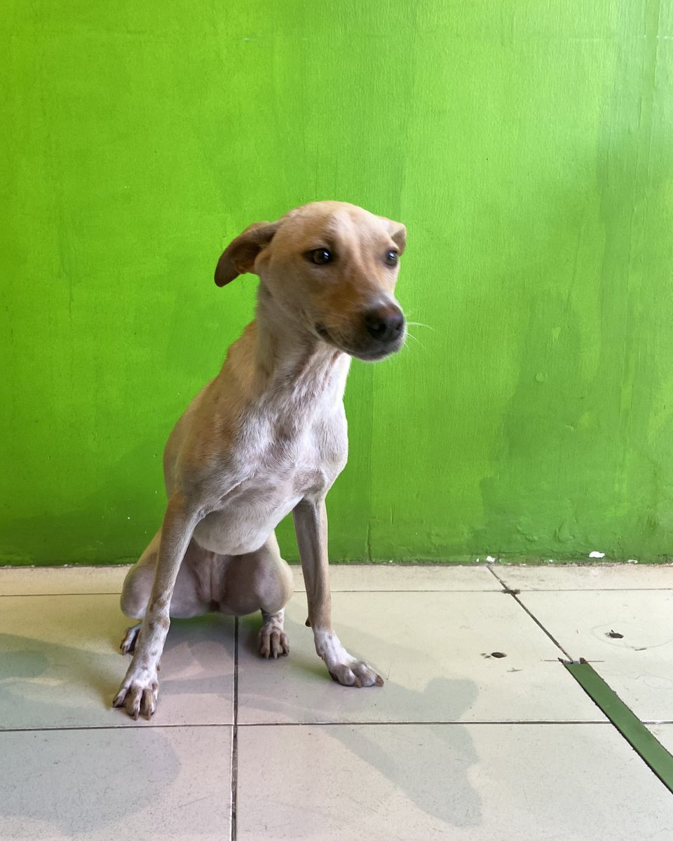 This pretty girl is Deena🐾💗 She’s a very active girl around the age of 6-7 months. She’s in need a kind family that will love her forever! Contact us at +94779024746 to adopt🐾 #Embark #AdoptDontShop #SriLanka
