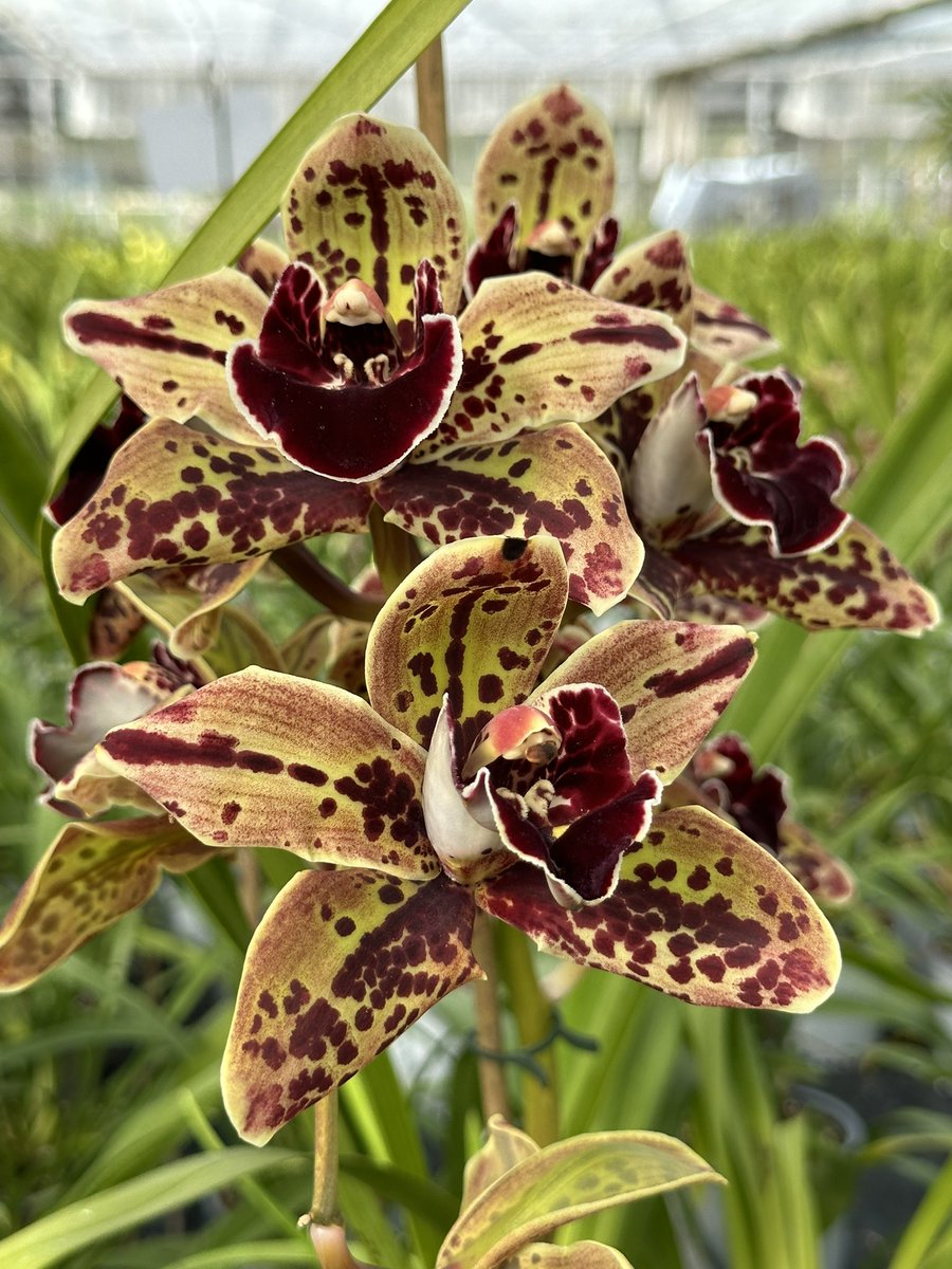 Cymbidium Catweazle from the talented Dutch hybridiser, Bert Ruiter. To learn more about the Cymbidiums in our collection and how to care for them watch the new videos on our website ‘Behind the Scenes with Jim’ 🎬📽️🌿

#orchids #orquídeas #nature #conservation