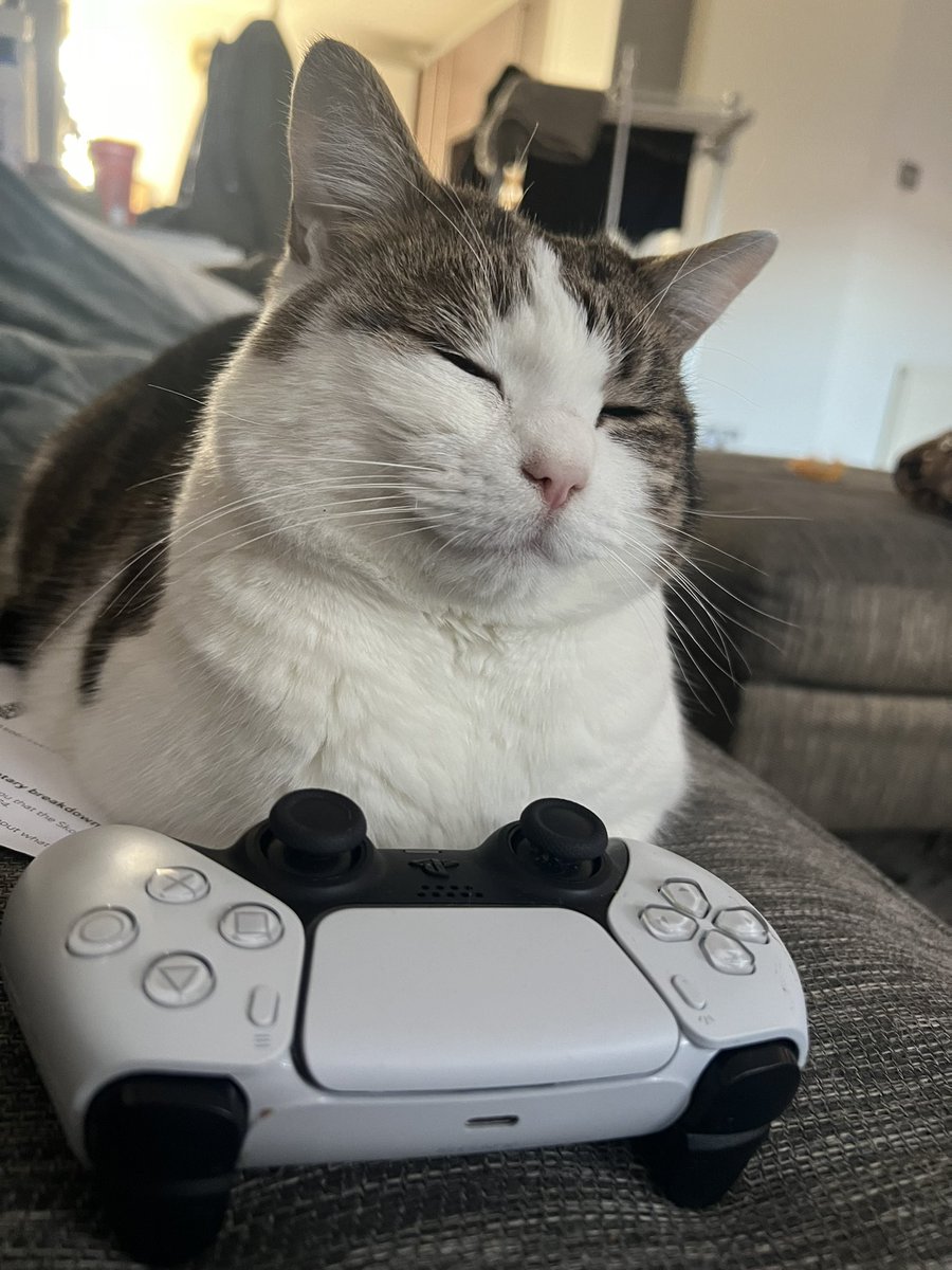 Gamer Cat 😼