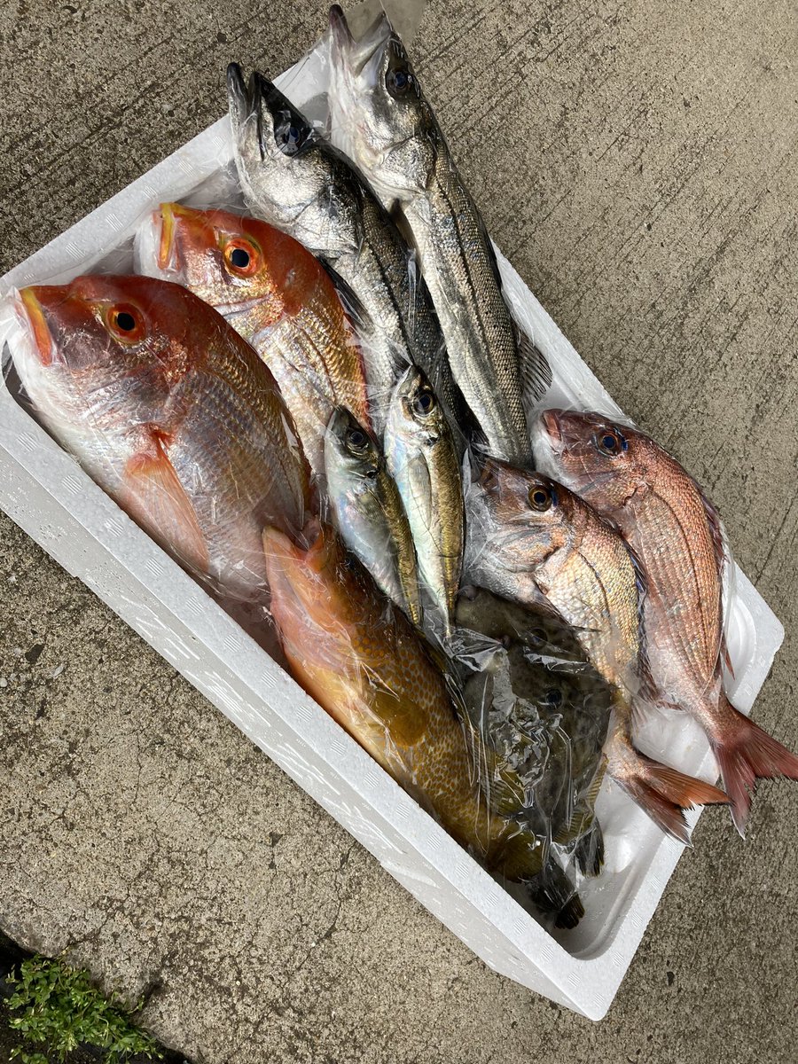 【青と白の唐津ん魚めし】
青…アジ、サバ、カンパチ
白…タイ、イカ
オール唐津産！#唐津ん魚 は旨い！
詳しくは今日のかちかちLIVE内18時台の「サガらぼ」で。