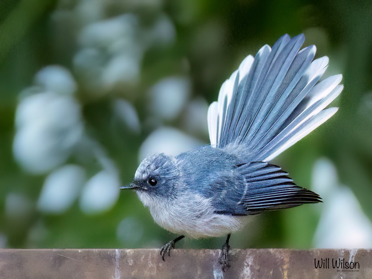 A White-tailed Blue Flycatcher looking awesome! 📍Mount #Kigali, #Rwanda #RwOX #BirdsOfTwitter