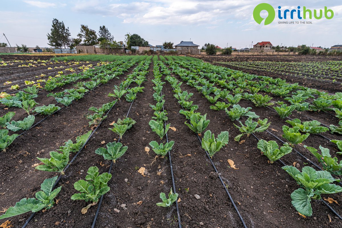 Drip irrigation technology is a climate-smart solution that ensures effective water use by supplying water directly to the plant, It is a reliable method that lowers water demand during seasonal droughts and is affordable as it gives a lifetime solution to farmers.