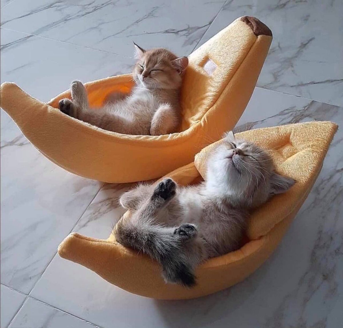 When you and your mate go bananas over bananas, you find there's nothing bananas can't do. 😻🥴😻 #NationalBananaDay #Kittens @ThePhilosopurr @GeneralCattis @HarryCatPurrs @RealCatFanatic9 @LuminousNumino1 @TERRYW_UK @PeterRABBIT67 @briano29 @eliznoelle @EringoB02429272 @lymeist