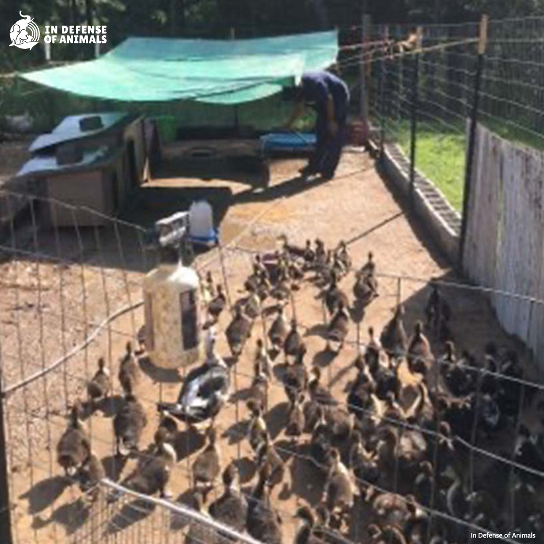 Over the course of several evenings, #rescuers transported more than 500 #MuscovyDucks to private sanctuaries with ponds, protective overnight enclosures, & attentive caregivers. Thanks #Louisiana #AnimalActivists!
Read more: bit.ly/3JlZqcb
RT & bit.ly/3JsZZ3C