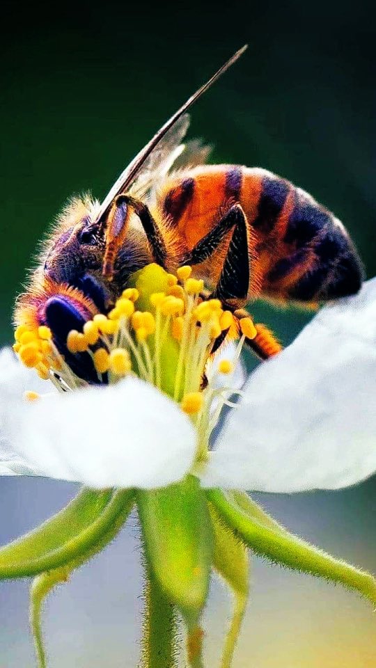greedy bumblebee relishes on ambrosia - withering flower #vss365 #greed #haiku #haikuchallenge #HaikuDay