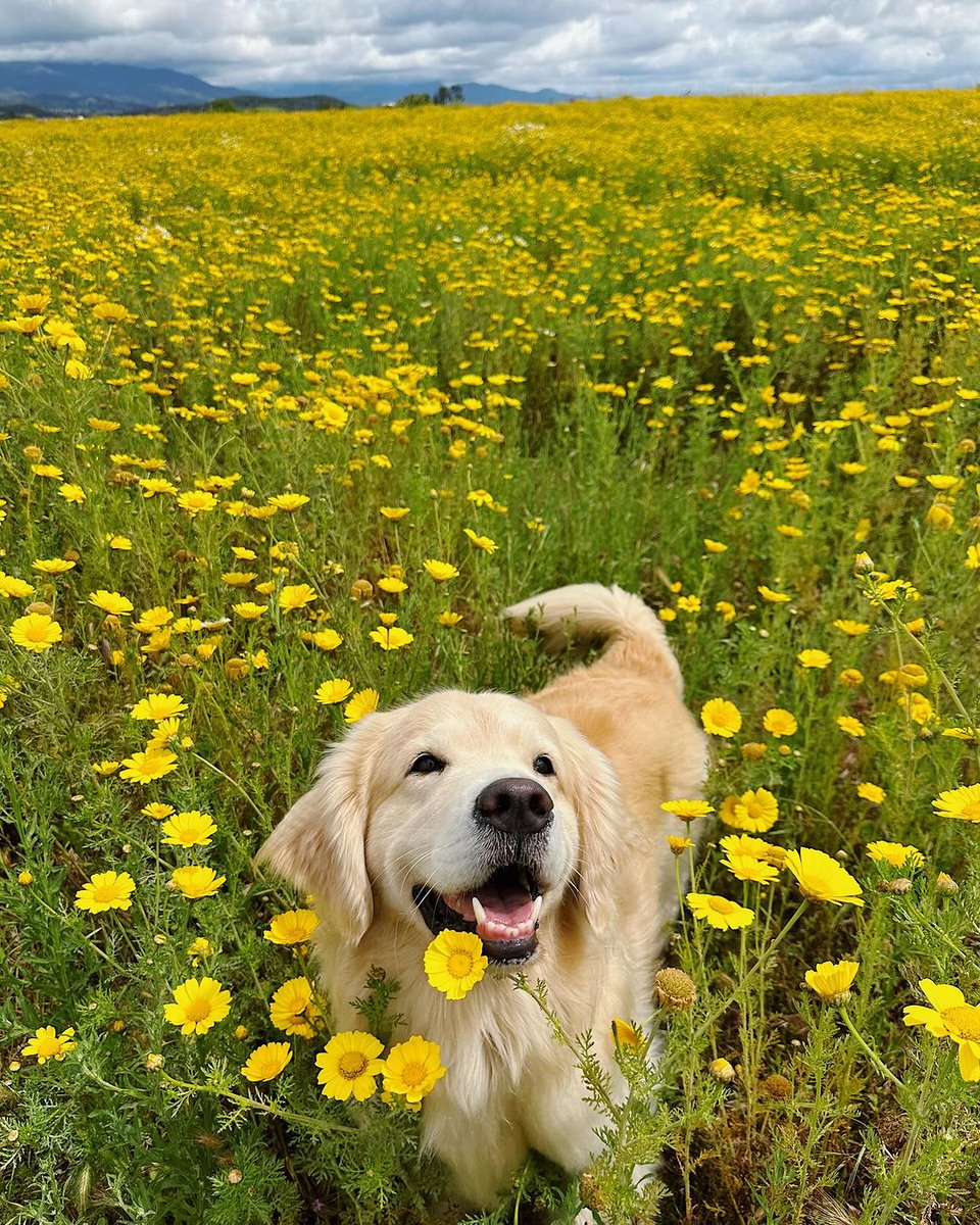 I always feel if there is a color that represents my love, it would be yellow. So here’s my little sunflower 🌻☀️💛

#goldenretriever