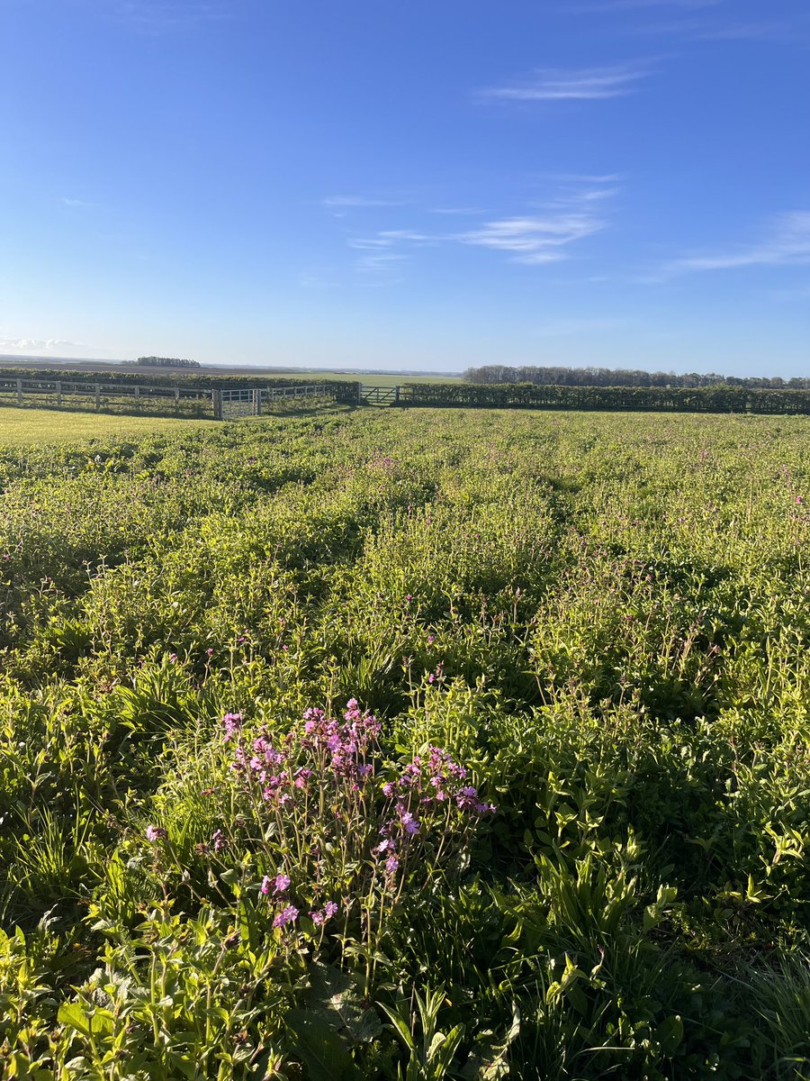 The Red Campion is just starting to flower in our wild flower meadow. Did you know, old folklore tales describe it as the fairies very own flower. The belief is the flowers were guardians for bees’ honey and offered a hiding place for the tiny  fairies 🧚 #wildflowers #Nature