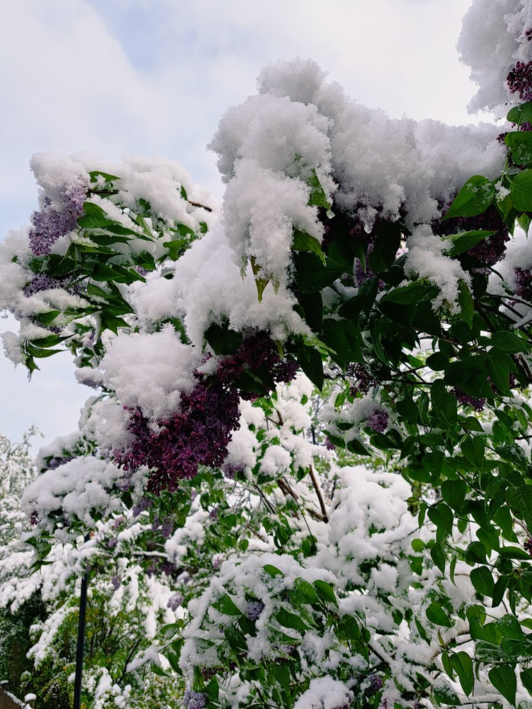 #Flieder im Schnee gibt es auch in Reutte #Tirol nicht alle Jahre. Vor allem aber weil er normalerweise erst Mitte bis Ende Mai bei uns blüht